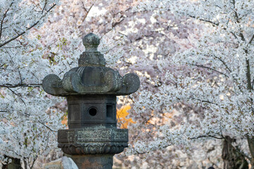 Traditional Japanese lantern the tidal Washington DC surrouded y cherry blossoms