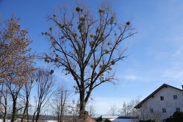 old tree in the winter