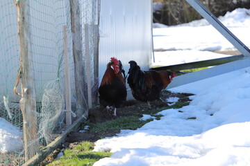 farm rooster winter