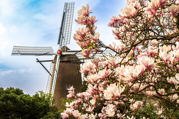 Die Gerritzens Windmühle in Elten bei Emmerich im Frühling hinter blühenden Magnolien - 767189643