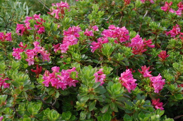 rhododendron ferrugineum