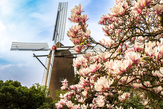 Die Gerritzens Windm&uuml;hle in Elten bei Emmerich im Fr&uuml;hling hinter bl&uuml;henden Magnolien