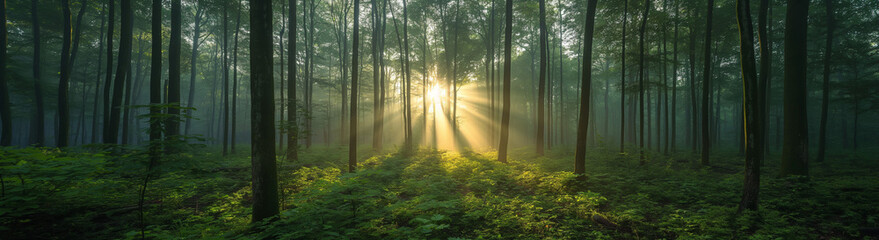 Sustainable Living: Sun Rays Breaking Through a Verdant Forest
