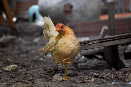 Ornamental chicken, short-legged Bantam chicken. A kate chicken standing on the ground