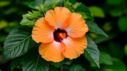 Orange color hibiscus flower green leaves isolated white background