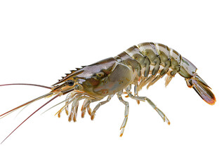 live shrimp, isolated white background PNG