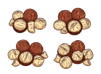 Set of vector macadamia nut illustrations. Shelled and cracked macadamia nuts. Nut kernels and shells