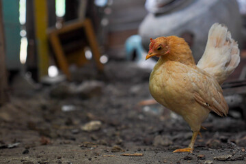 Ornamental chicken, short-legged Bantam chicken. A kate chicken standing on the ground