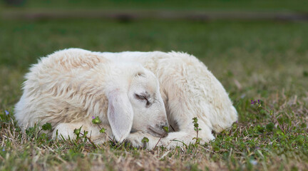 White and light brown lamb sleeping on a field © Guy Sagi