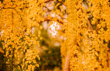 Vishu  kani konna close up image 
