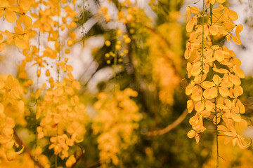 Kanikonna flower Vishu golden shower flower 