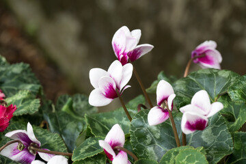 Beautiful Persian Cyclamen flowers.
