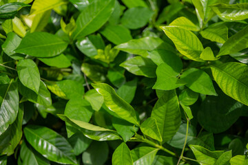 Green leaf of kacapiring flower gardenia magnifica. Photo is suitable to use for nature background, botanical poster and garden content media.