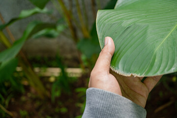 Man hold green leaf of banana leaf when grow up. The photo is perfect for nature background, poster and advertising.