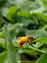 bee on a yellow flower