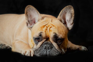 A French bulldog dog in close-up on a black background.