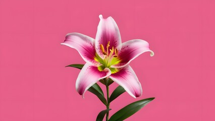 Pink lily flower isolated against a pure white background