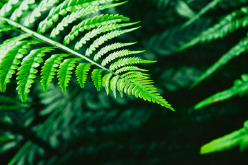 Exquisite Close-Up of a Fern Leaf Revealing Lush Green Textures and Patterns