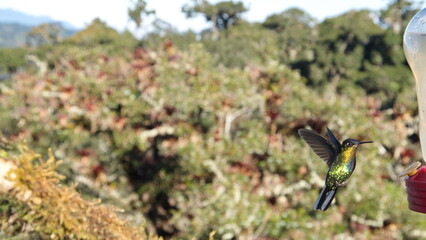 Fiery-throated hummingbird (Panterpe insignis) in flight at a hummingbird feeder in the high altitude cloud forest at Paraiso Quetzal Lodge outside of San Jose, Costa Rica