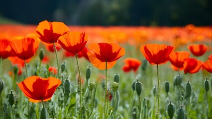 Poppy flowers in nature provide backdrop for website banner