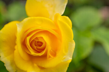 Fresh yellow rose Rosa Foetida Perciana on the garden. The photo is suitable to use for botanical content media and flowers nature photo background.