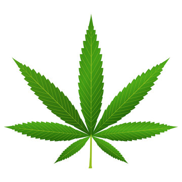 Green cannabis leaf on white isolated background, realistic vector icon, medical marijuana