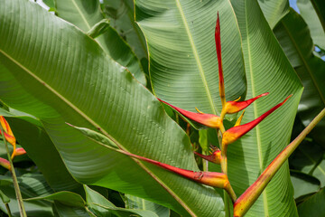 Wild yellow flower decorative banana plant on the rainforest. The photo is suitable to use for...