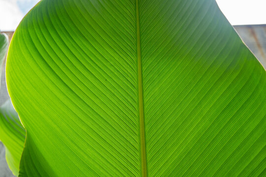 Close up photo of banana leaf when grow up. The photo is perfect for nature background, poster and advertising.