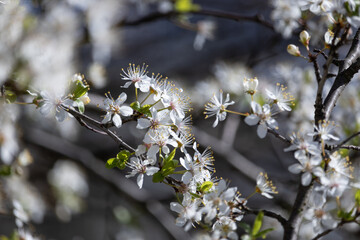 spring plant, spring flower, white spring flower, spring time, white blossom, beautiful flower, close-up, detail, macro beautiful spring white flowers, blossoms, bushes close up, Czech Republic