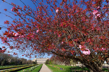 Cherry blossom in the Garden of the Plants. Paris 5th arrondissement - obrazy, fototapety, plakaty