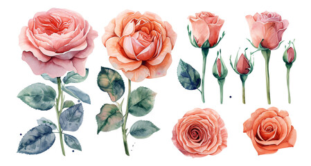 Watercolor style rose flower elements