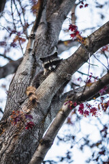 Young Raccoon Up Tree, Autumn 