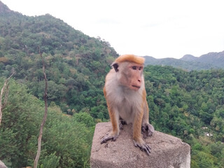 Encounter Sri Lanka's Enigmatic Monkey: A Unique Tourist Attraction Along the Kandy Road