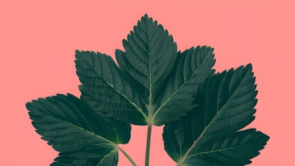 Ripe strawberry leaves stand out against isolated white background