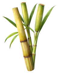 Fototapeta na wymiar sugar cane stalk transparent background