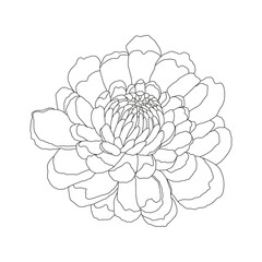 Abstract line minimalistic peony flower art. Vector cute linear illustration on white background.