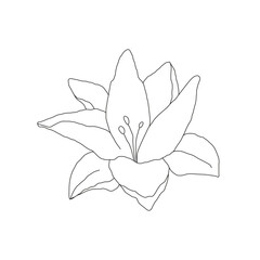 Abstract line minimalistic lily flower art. Vector cute linear illustration on white background.