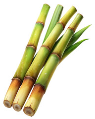 Fototapeta premium sugar cane stalk transparent background