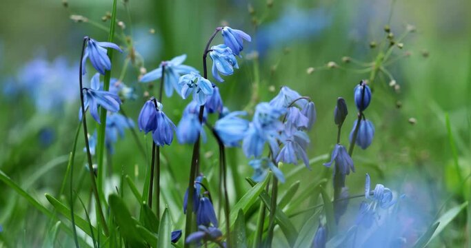 Cebula syberyjska, Scilla siberica in the garden