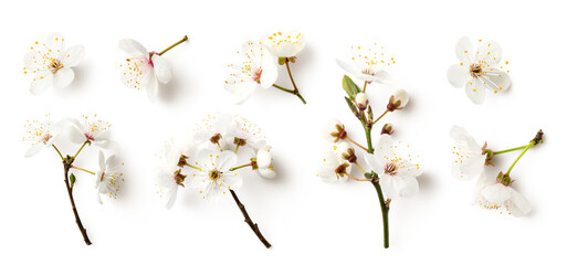 set / collection of white cherry flowers isolated over a transparent background, cut-out seasonal floral spring, nature or fruit tree design elements, twigs, buds and single flowers, top view, PNG