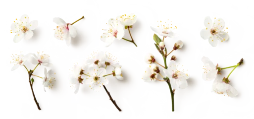Poster Im Rahmen set / collection of white cherry flowers isolated over a transparent background, cut-out seasonal floral spring, nature or fruit tree design elements, twigs, buds and single flowers, top view, PNG © Anja Kaiser