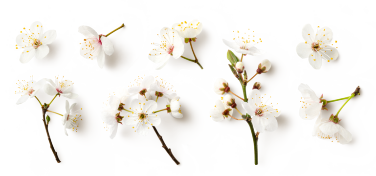 set / collection of white cherry flowers isolated over a transparent background, cut-out seasonal floral spring, nature or fruit tree design elements, twigs, buds and single flowers, top view, PNG