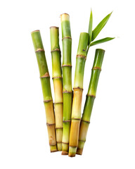 sugar cane stalk transparent background - obrazy, fototapety, plakaty