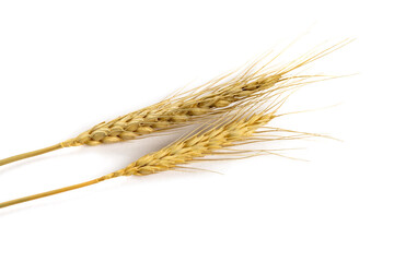 Harvest grain from the farm such as oats, wheat, barley, isolated on white