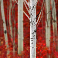 Aspen Trees in Fall with Colors Lush Forest Birch Red Maples
