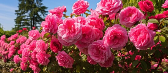A cluster of pink roses, a type of shrub, thrives in the natural environment of a garden. Their magenta petals stand out against the green groundcover