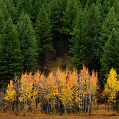 Autumn Day in Mountains with Birch Aspen and Pine Forest