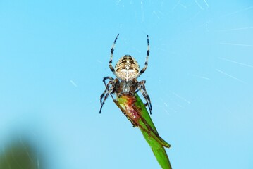 A spider perches on its intricately woven web, its delicate legs poised to sense any movement,...