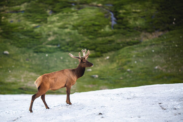 Young Elk on Snow, High Alpine Hillside