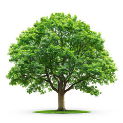 Beautiful fresh green deciduous tree, AI Generative.